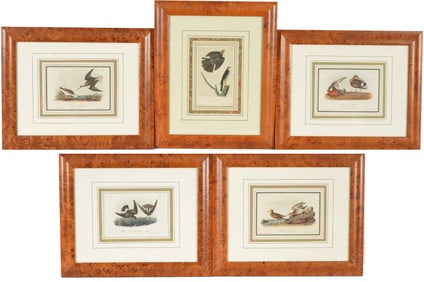 Lot of 5 John James Audubon hand colored lithographs of birds. From the royal octavo edition.