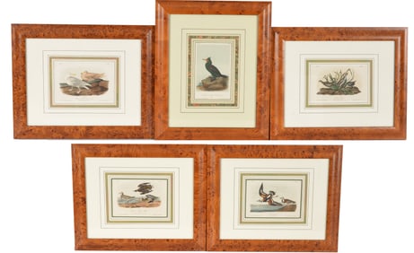 Lot of 5 John James Audubon hand colored lithographs of birds. From the royal octavo edition.