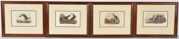 Lot of 4 John James Audubon color lithographs of birds. Octavo edition. Printed by J.T. Bowen.