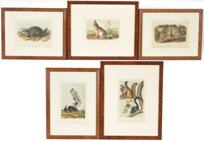 Lot of 5 John James Audubon color lithographs of quadrupeds. Octavo edition. Printed by J.T. Bowen.