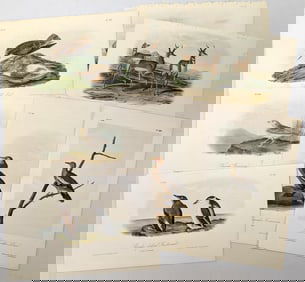 Large lot of 26 John James Audubon bird and quadruped color lithographs from the octavo editions. To
