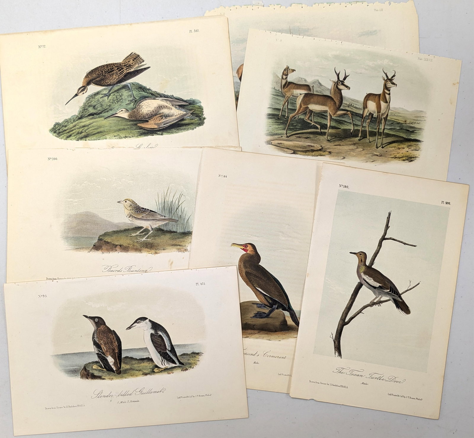 Large lot of 26 John James Audubon bird and quadruped color lithographs from the octavo editions. To (1 of 7)