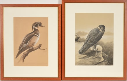Donald Jordan Waters. 1) "Peregrine". Mixed media study of a female peregrine falcon perched on a