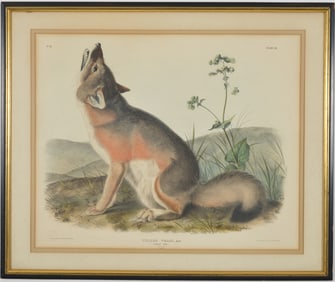 John James Audubon "Vulpes Velox [Swift Fox]". Folio size color lithograph. Plate LII from