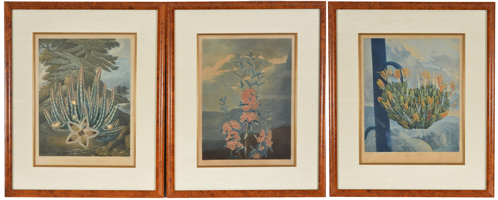 3 Robert John Thornton botanical aqua tints and hand color from The Temple of Flora, including The: 3 Robert John Thornton botanical aqua tints and hand color from The Temple of Flora, including The Narrow-Leaved Kalmia, The Maggot-Bearing Stapelia and The Aloe. Finely framed. Plate size 17 7/8 x 14