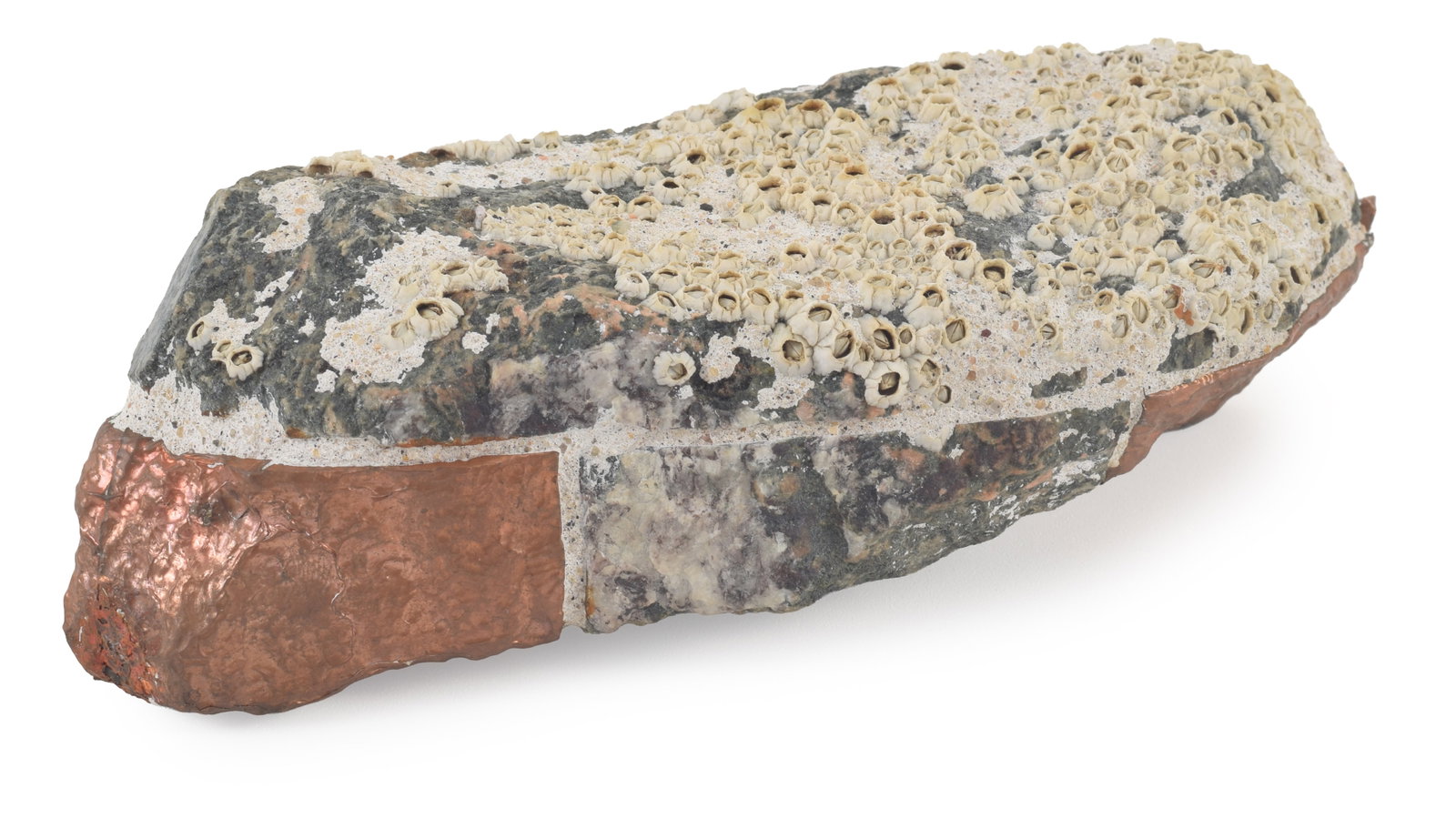 Attributed to David Phillips. Copper clad rock sculpture with barnacles. 6.5in. From a family with (1 of 4)
