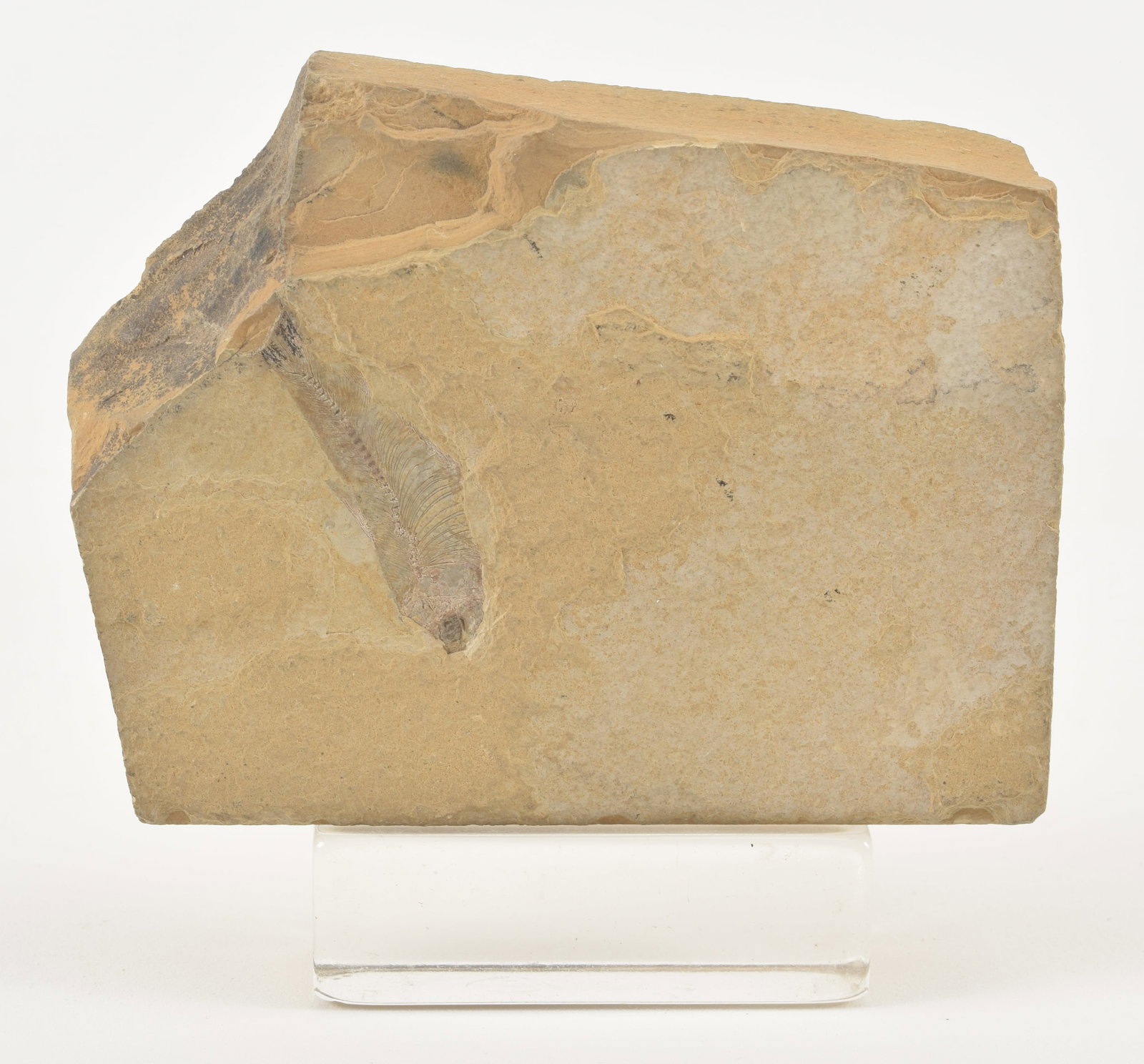 Fossilized fish in sandstone. 4 x 3 in. From the collection of Dr. Bruce L. Ralston, Tuxedo Park NY. (1 of 4)