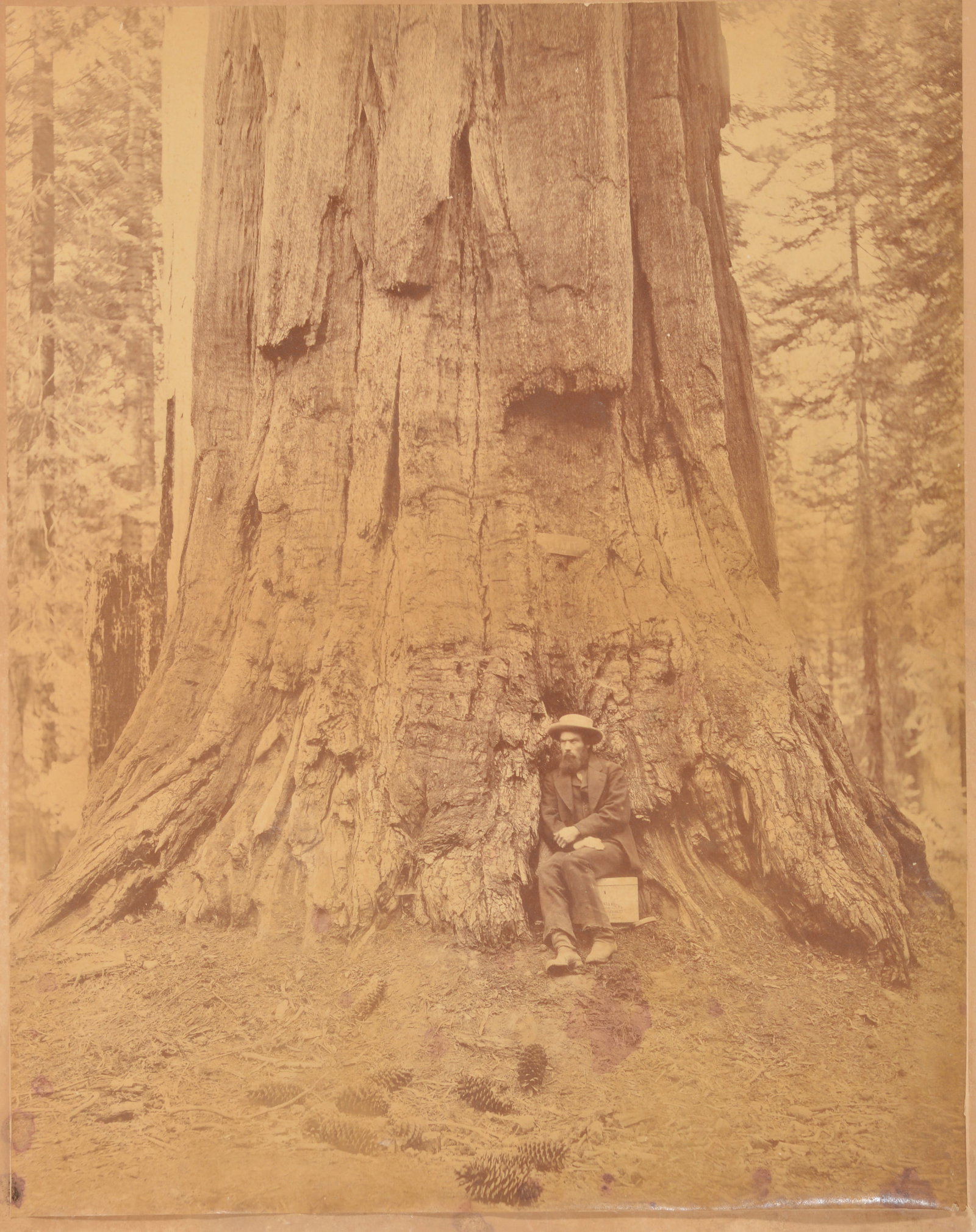 Ca. 1872 General Grant sequoia tree mammoth plate photograph. Also considered a portrait of Eadweard (1 of 9)