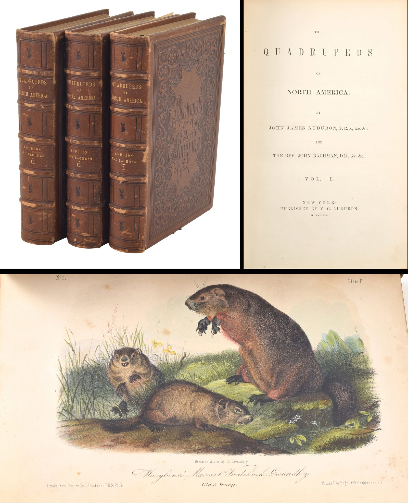 John James Audubon. The Quadrupeds of North America. New York: V. G. Audubon, 1856. 3 volume (1 of 17)
