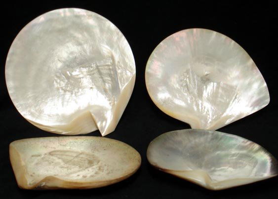 GROUP OF 4 POLISHED MOTHER OF PEARL SHELLS: LARGEST 7 1/2 X 7" - SMALLEST 6 1/2 X 6"