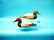 FINE PAIR OF CANVASBACKS by William Cranmer, Beach