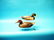 FINE PAIR OF ONE-THIRD SIZE MALLARDS by William
