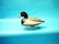 FINE EARLY BLUEBILL DRAKE by Ira Hudson, Chincoteague,