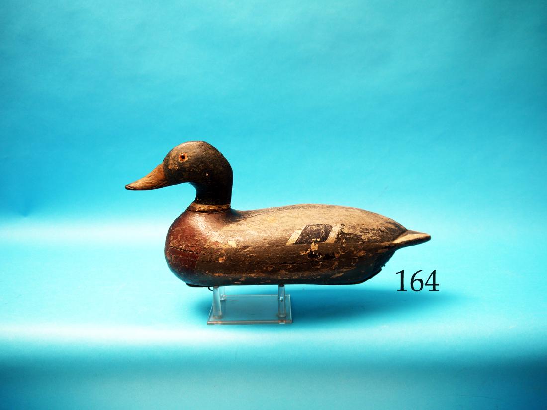 MALLARD DRAKE from the Pekin, IL,  area, circa 1920-30. (1 of 1)