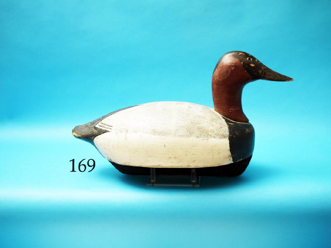 EARLY CANVASBACK DRAKE by  Ken Harris, Woodville, NY. (1 of 1)