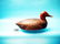 REDHEAD DRAKE by Tom Chamber, Wallaceburg, Ont.,