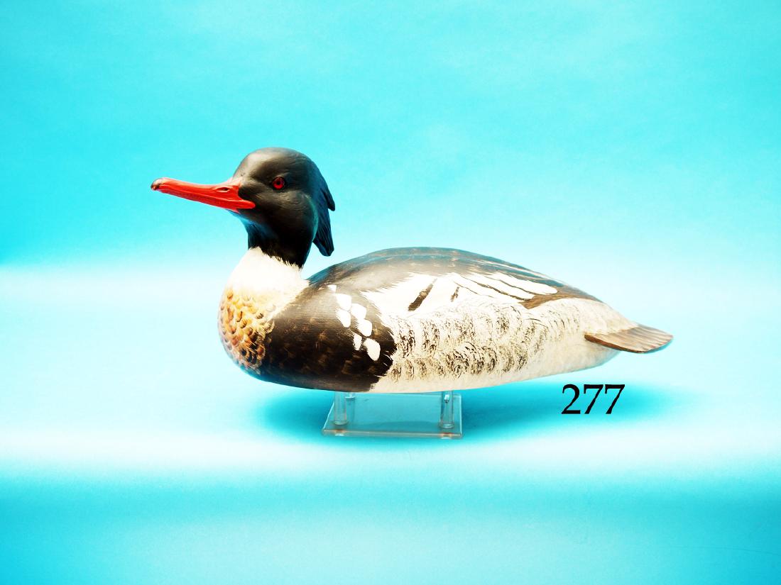 FINE COMPETITION RED-BREAST  MERGANSER DRAKE by Ken (1 of 1)