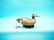 BLUE WING TEAL DRAKE by Jon Box. Competition model.