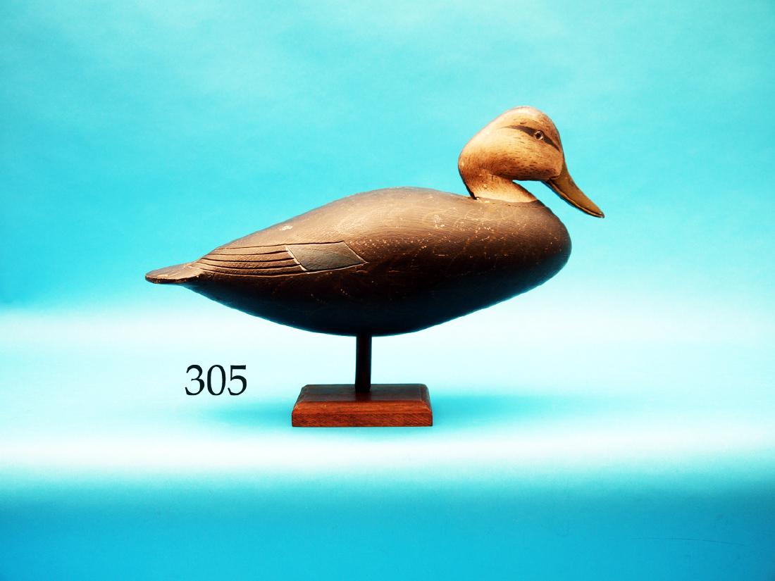 VERY FINE STICK-UP BLACK DUCK by  Lloyd Johnson, Bay (1 of 1)