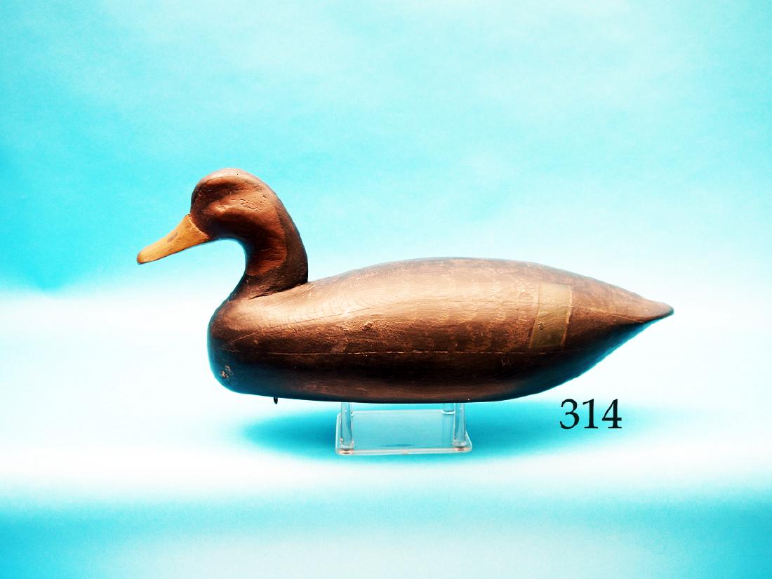 EARLY BLACK DUCK by Lester “Dipper” Ortley,: EARLY BLACK DUCK by Lester “Dipper” Ortley, Lovelandtown, NJ. Excellent original paint and very good structural condition. Detailed feather paint on upper body. Hollow construction. Very tight lin