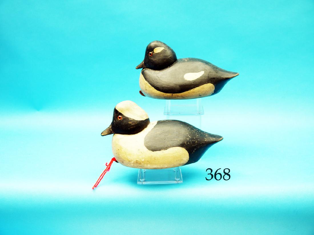 SPECIAL ORDER PAIR OF BUFFLEHEADS  by the Wildfowler (1 of 1)