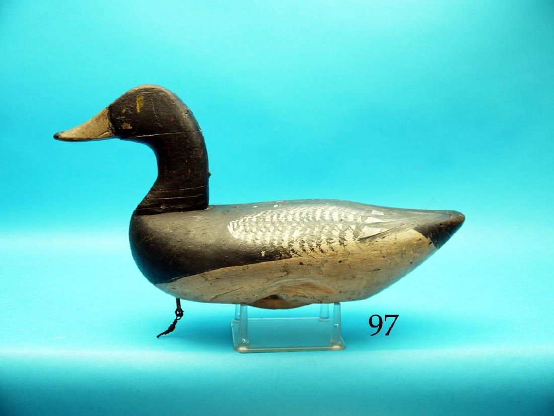 VERY EARLY BLUEBILL DRAKE, Upper Bay, MD. Hand-chopped (1 of 1)