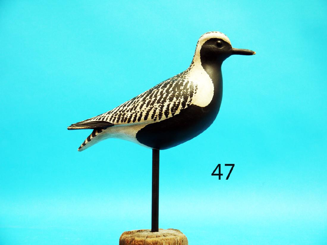 PLUMP BLACK-BREAST PLOVER by Steve Morey, Tuckerton, (1 of 1)