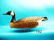 VERY FINE CANADA GOOSE by George Strunk, Glendora, NJ.