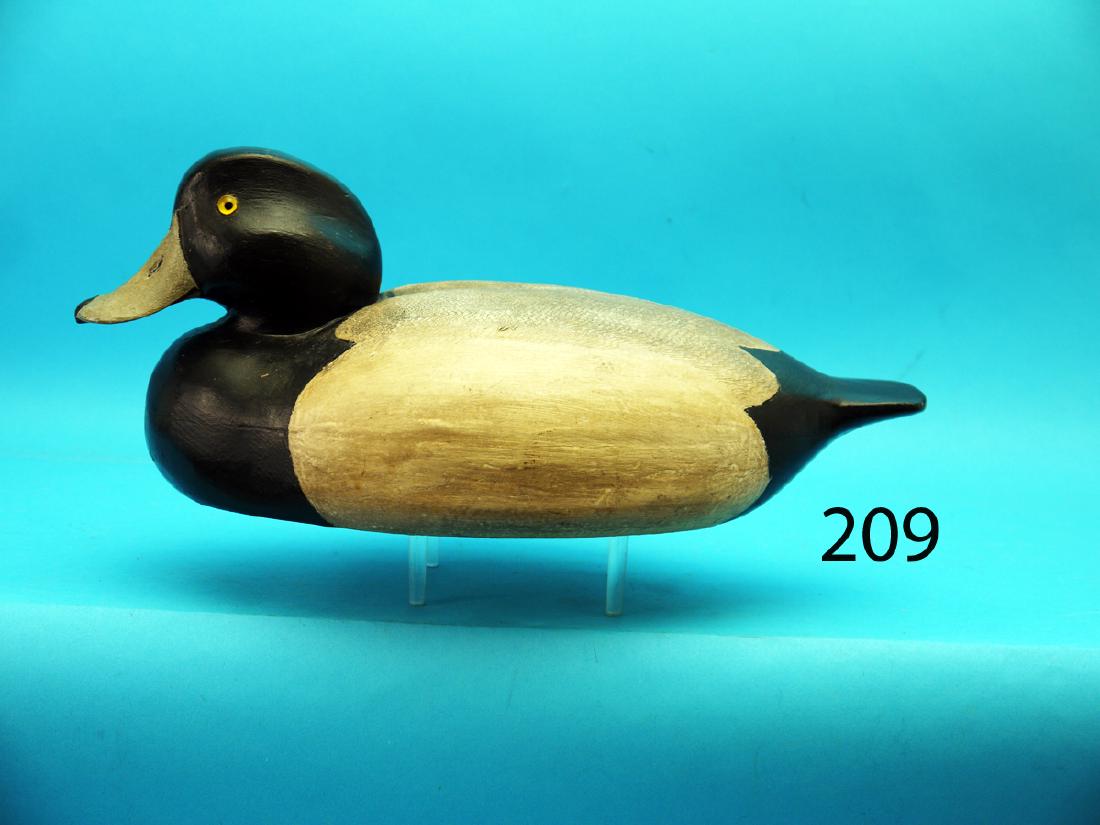 BLUE BILL DRAKE, Stratford, CT, school. Appears to be (1 of 1)