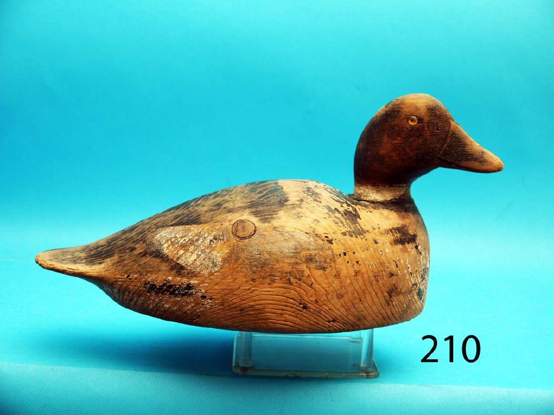 EARLY GOLDENEYE, probably Martha’s Vineyard or (1 of 1)