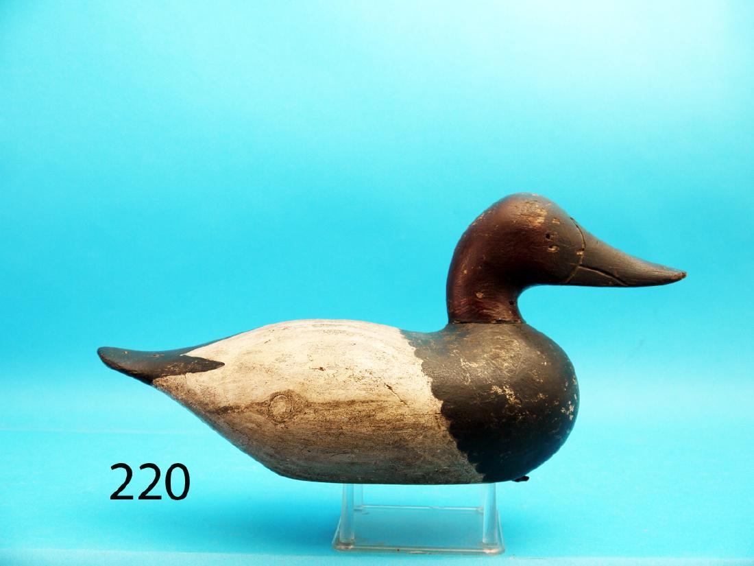 CANVASBACK DRAKE by John Burroughs, Seneca Lake, NY. (1 of 1)