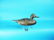 RARE BLUE WING TEAL DRAKE by the Wildfowler Decoy Co.,