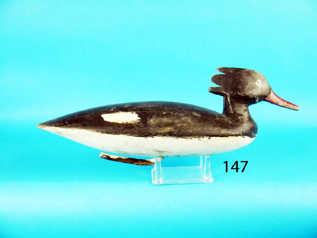 EARLY MERGANSER HEN from the Chincoteague, VA, area. (1 of 1)