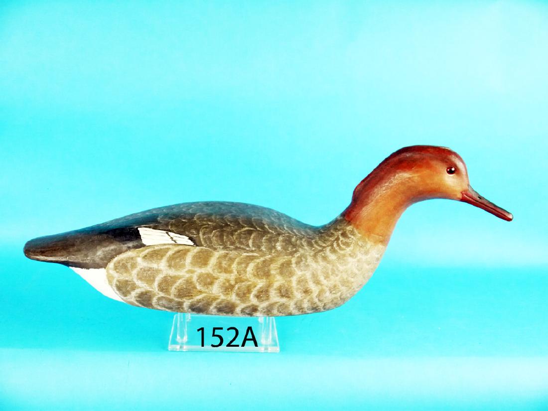 FINE RED-BREAST MERGANSER HEN by Delbert "Cigar" (1 of 1)