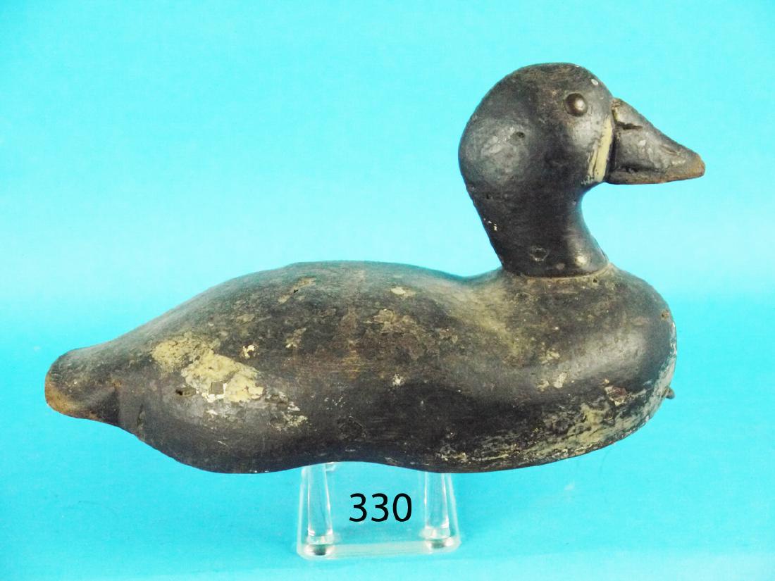 VERY EARLY BUFFLEHEAD OR RUDDY DUCK, possibly southern. (1 of 1)