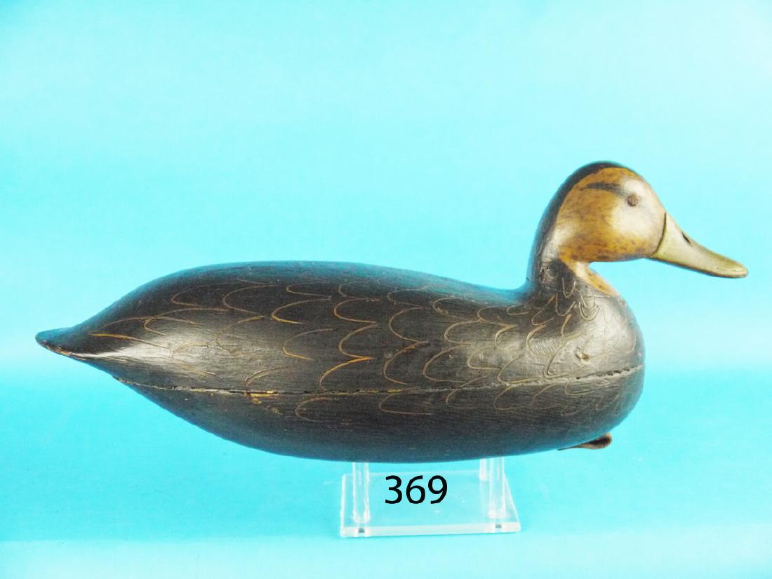 BLACK DUCK by H.V. Shourds, Tuckerton, NJ, circa 1900. (1 of 1)