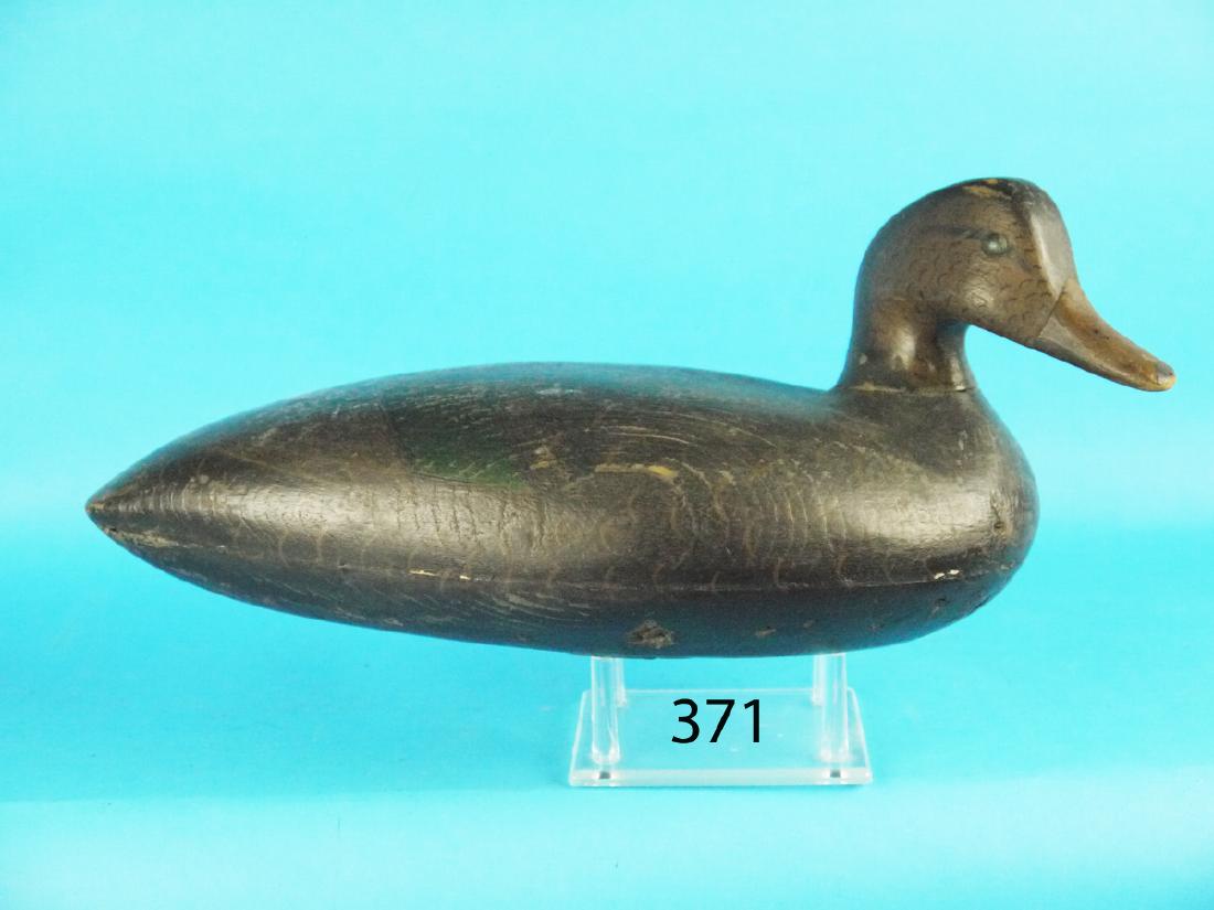 VERY EARLY BLACK DUCK, probably Blair school, (1 of 1)