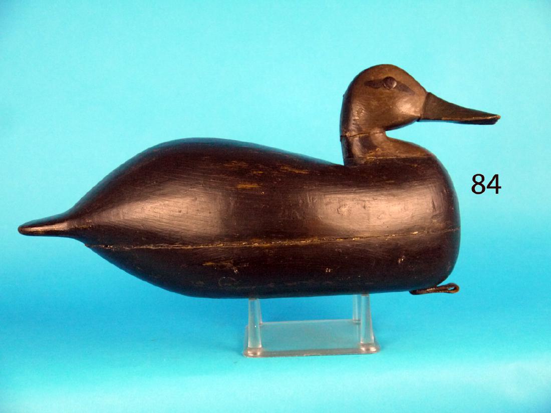 EARLY BLACK DUCK (1 of 1)