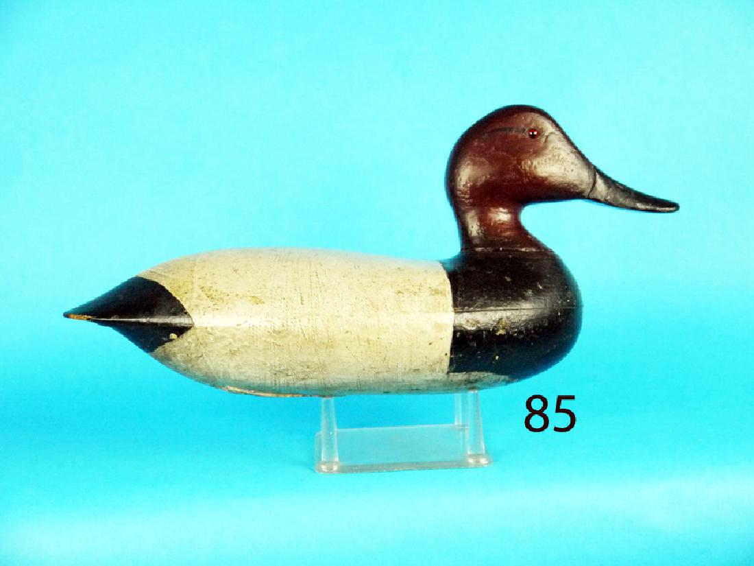CANVASBACK DRAKE (1 of 1)