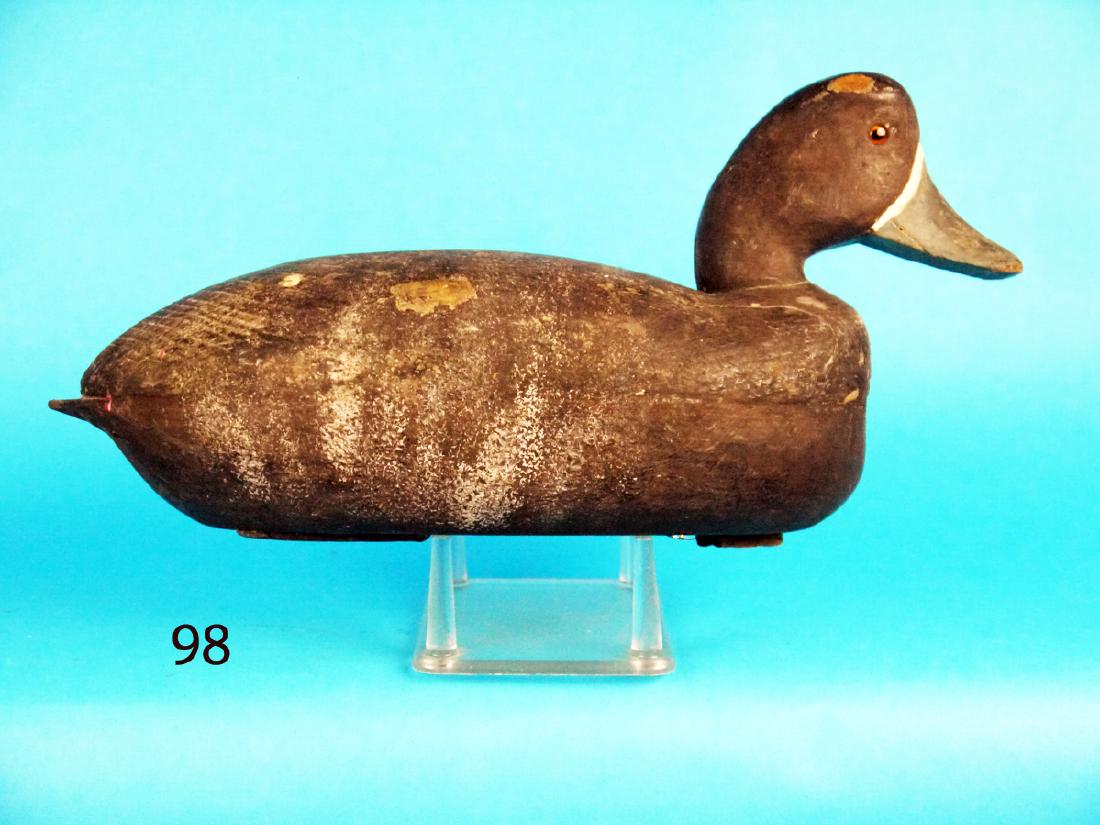 BROADBILL HEN by J.J. West (1 of 1)