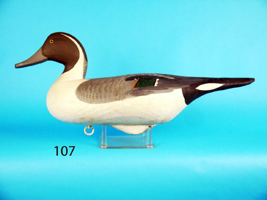 PINTAIL DRAKE, Upper Bay, MD. (1 of 1)