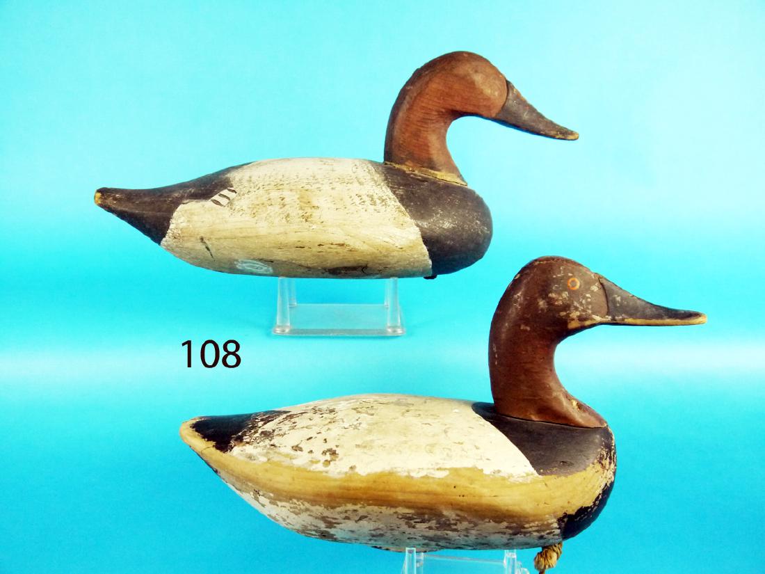 TWO EARLY CANVASBACK DRAKES, Upper Bay (1 of 1)