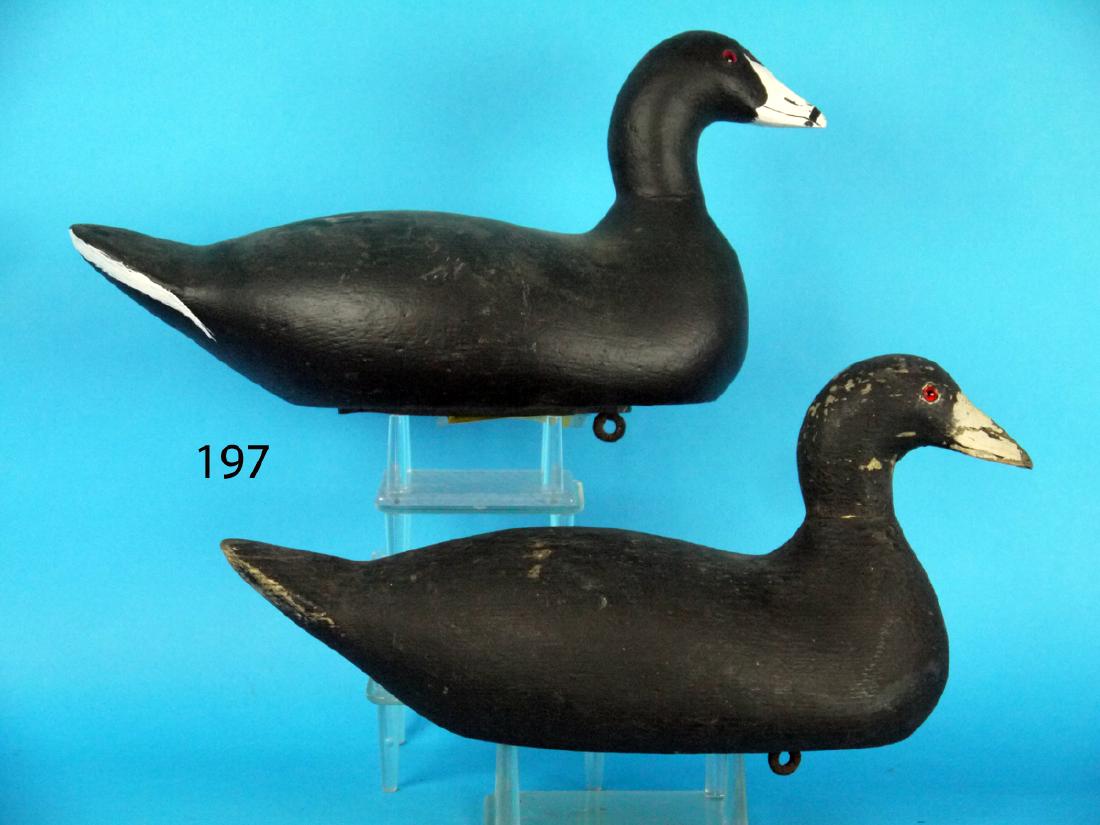 TWO EARLY COOT by the Mason Decoy Co (1 of 1)