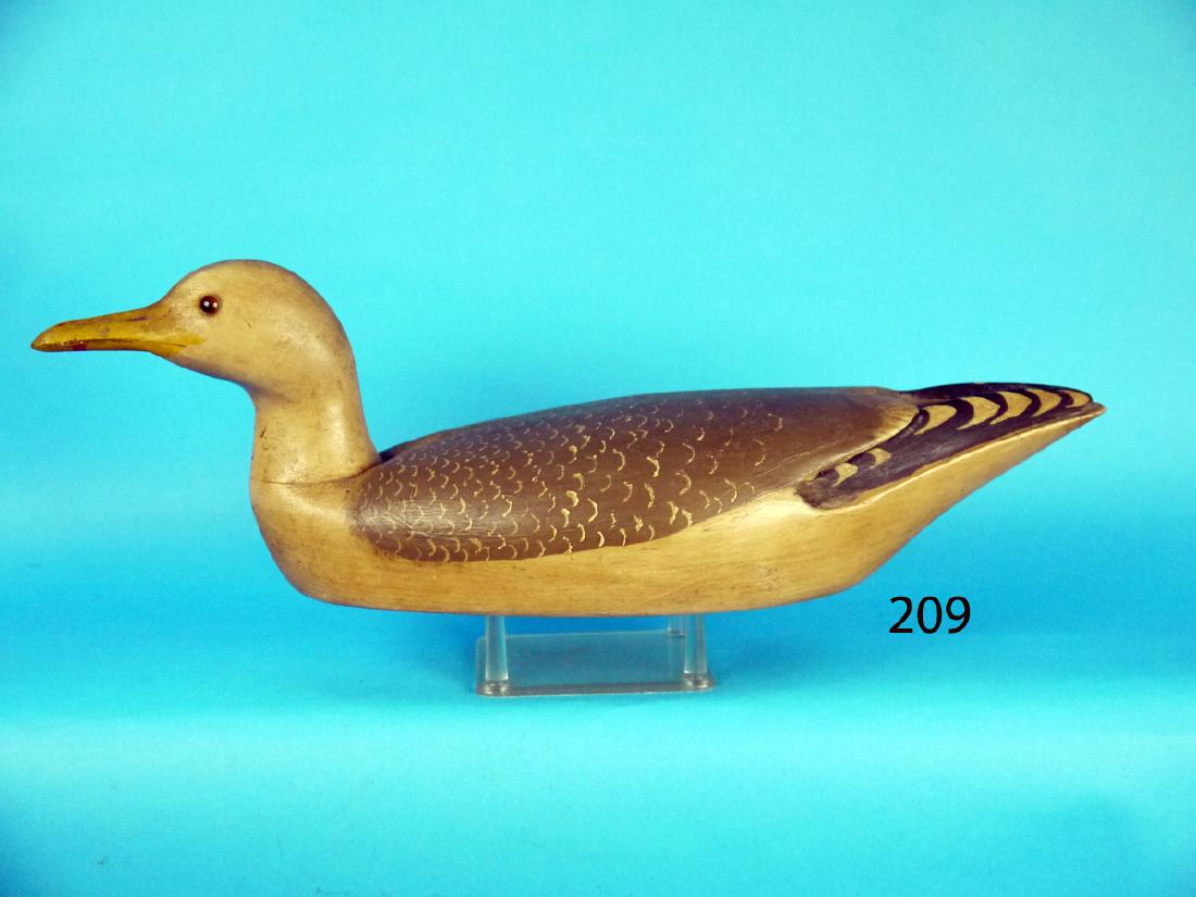 FINE HERRING GULL by George Soule (1 of 1)