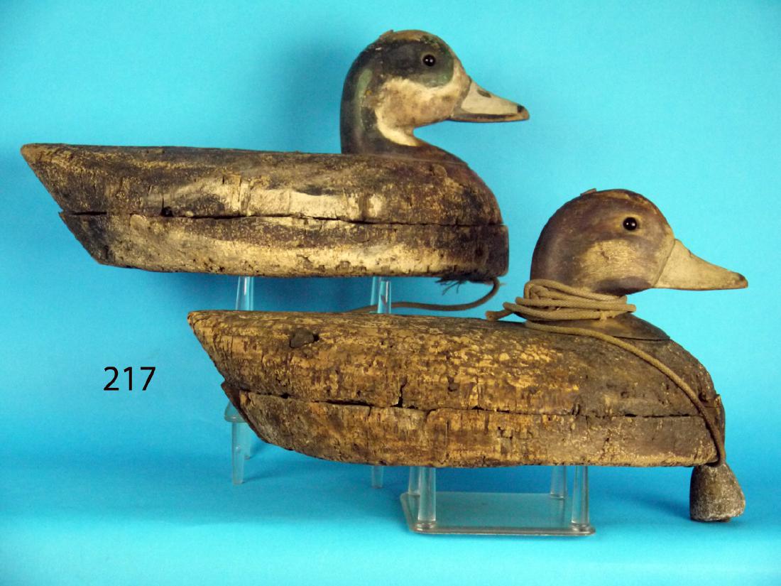 EARLY WIDGEON PAIR, Long Island (1 of 1)