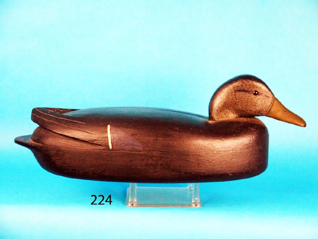 BLACK DUCK attributed to Charles Black (1 of 1)