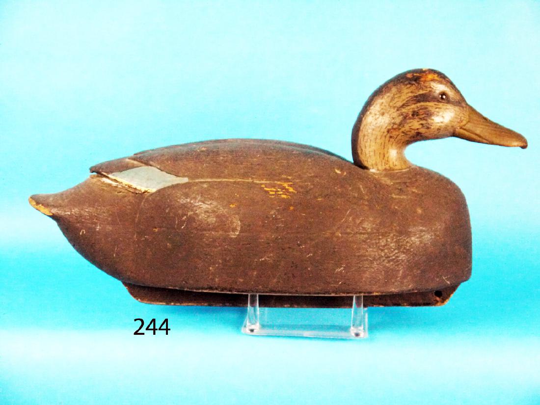 EARLY BLACK DUCK by John McLoughlin (1 of 1)