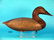 EARLY CANVASBACK HEN, Upper Bay