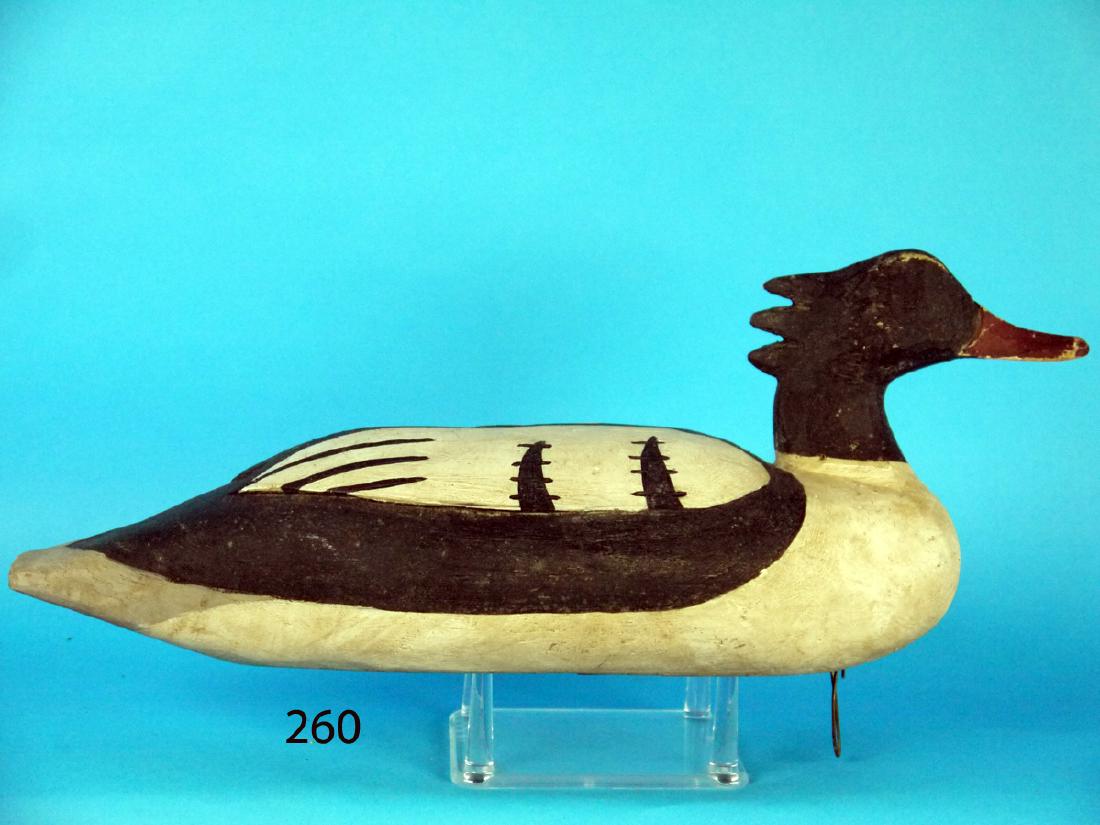 MERGANSER DRAKE, possibly Chincoteague (1 of 1)