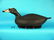 SURF SCOTER by Tom Matus